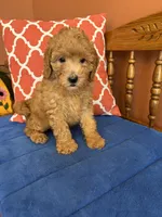Roscoe, a male Miniature Goldendoodle for sale in Seneca, KS – 5 of 10