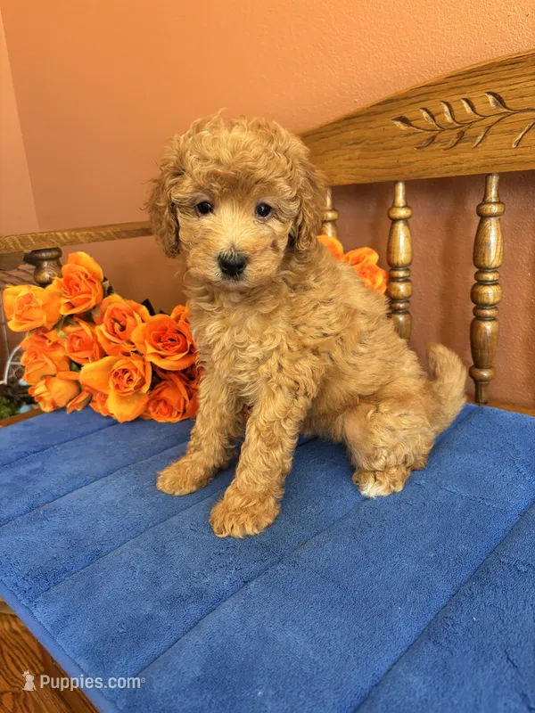 Belle – Miniature Goldendoodle puppy for sale in Seneca, KS