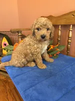 Roscoe, a male Miniature Goldendoodle for sale in Seneca, KS – 5 of 10