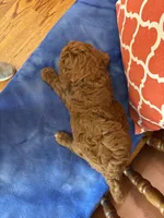 Nemo, a male Miniature Goldendoodle for sale in Seneca, KS – 7 of 8