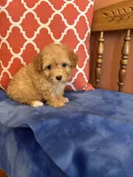 Bear, a male Maltipoo for sale in Seneca, KS – 10 of 10