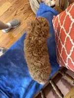 Cooper , a male Miniature Goldendoodle for sale in Seneca, KS – 6 of 9