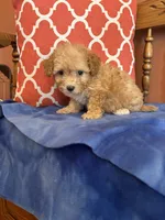 Bear, a male Maltipoo for sale in Seneca, KS – 3 of 10