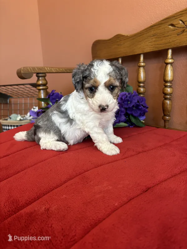 Lacey – Miniature Bernedoodle puppy for sale in Seneca, KS