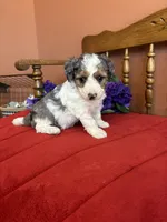 Lacey, a female Miniature Bernedoodle for sale in Seneca, KS – 1 of 9