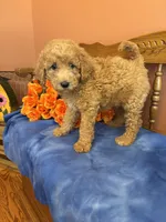 Riggins, a male Miniature Goldendoodle for sale in Seneca, KS – 2 of 10