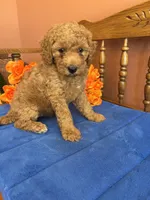 Trudy, a female Miniature Goldendoodle for sale in Seneca, KS – 8 of 8