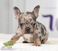 Murphy, a male French Bulldog for sale in Berlin, OH – Photo 2 of 2