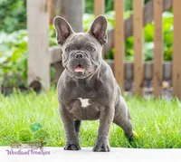 Bella, a female French Bulldog for sale in Berlin, OH – Photo 1 of 2
