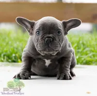 Bella, a female French Bulldog for sale in Berlin, OH – Photo 2 of 2