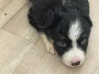Remi, a male Miniature Australian Shepherd for sale in Somerset, KY – 7 of 10