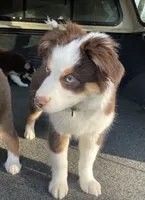 Autumn, a female Miniature Australian Shepherd for sale in Somerset, KY – 6 of 9