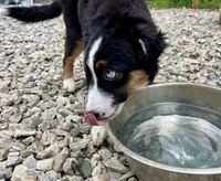 Remi, a male Miniature Australian Shepherd for sale in Somerset, KY – 6 of 10