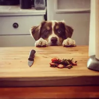 Cedar, a male Australian Shepherd for sale in Somerset, KY – Photo 4 of 10