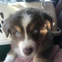 Timberline "Cedar" Summit, a male Miniature Australian Shepherd for sale in Somerset, KY – Photo 8 of 10