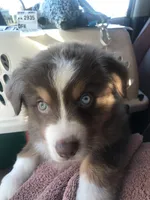 Cedar, a male Australian Shepherd for sale in Somerset, KY – Photo 8 of 10