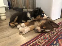 Cedar, a male Australian Shepherd for sale in Somerset, KY – Photo 6 of 10