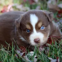 Timberline "Cedar" Summit, a male Miniature Australian Shepherd for sale in Somerset, KY – Photo 9 of 10