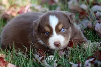 Cedar, a male Australian Shepherd for sale in Somerset, KY – Photo 9 of 10