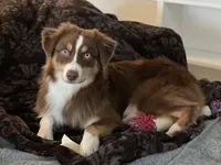 Cedar, a male Australian Shepherd for sale in Somerset, KY – Photo 3 of 10