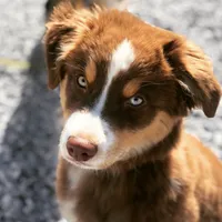 Cedar, a male Australian Shepherd for sale in Somerset, KY – Photo 5 of 10