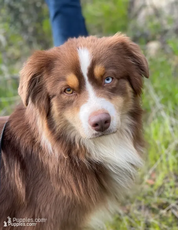 Cedar – Australian Shepherd puppy for sale in Somerset, KY