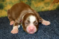 Cedar, a male Australian Shepherd for sale in Somerset, KY – Photo 10 of 10