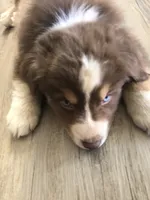 Cedar, a male Australian Shepherd for sale in Somerset, KY – Photo 7 of 10