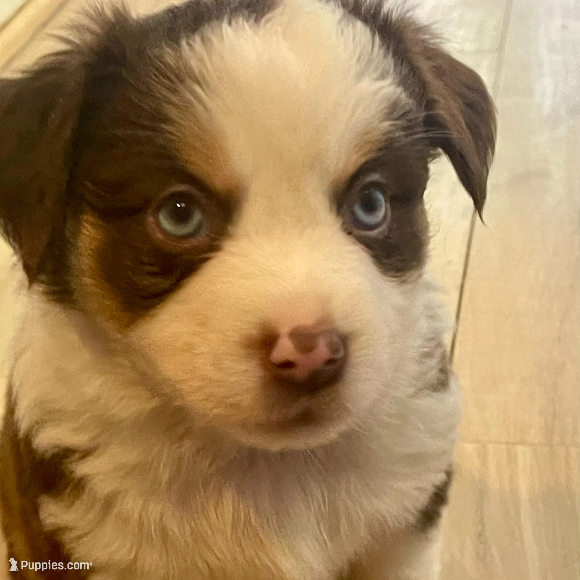 Autumn Breeze, a female Miniature Australian Shepherd for sale in Somerset, KY – Photo 2 of 10