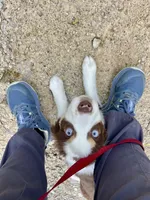 Autumn, a female Miniature Australian Shepherd for sale in Somerset, KY – 5 of 9