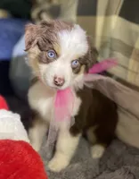 Autumn, a female Miniature Australian Shepherd for sale in Somerset, KY – 7 of 9