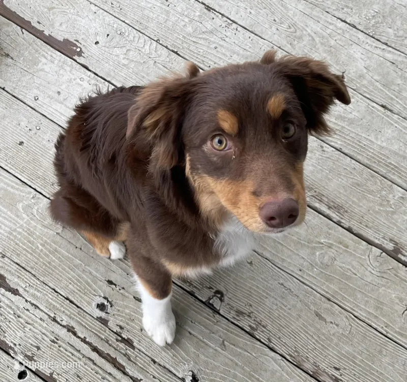 Rusty – Miniature Australian Shepherd puppy for sale in Somerset, KY