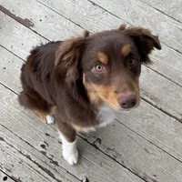 Rusty, a male Miniature Australian Shepherd for sale in Somerset, KY – Photo 1 of 7