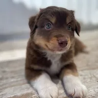 Rusty, a male Miniature Australian Shepherd for sale in Somerset, KY – Photo 5 of 7