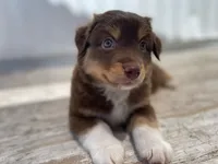 Rusty, a male Miniature Australian Shepherd for sale in Somerset, KY – Photo 5 of 7