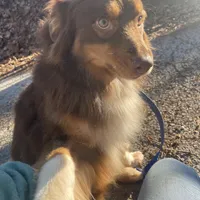 Rusty, a male Miniature Australian Shepherd for sale in Somerset, KY – Photo 2 of 7