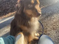 Rusty, a male Miniature Australian Shepherd for sale in Somerset, KY – Photo 1 of 7