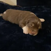 Rusty, a male Miniature Australian Shepherd for sale in Somerset, KY – Photo 7 of 7