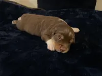 Rusty, a male Miniature Australian Shepherd for sale in Somerset, KY – Photo 7 of 7