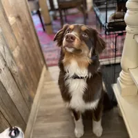 Rusty, a male Miniature Australian Shepherd for sale in Somerset, KY – Photo 4 of 7