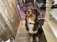 Rusty, a male Miniature Australian Shepherd for sale in Somerset, KY – Photo 4 of 7