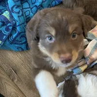 Rusty, a male Miniature Australian Shepherd for sale in Somerset, KY – Photo 6 of 7