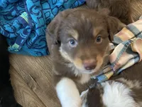 Rusty, a male Miniature Australian Shepherd for sale in Somerset, KY – Photo 6 of 7