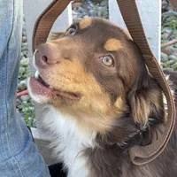 Rusty, a male Miniature Australian Shepherd for sale in Somerset, KY – Photo 3 of 7