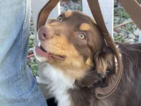Rusty, a male Miniature Australian Shepherd for sale in Somerset, KY – Photo 3 of 7