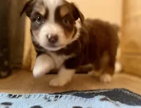 Irish Heather, a female Miniature Australian Shepherd for sale in Somerset, KY – Photo 8 of 9
