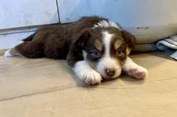 Irish Heather, a female Miniature Australian Shepherd for sale in Somerset, KY – Photo 9 of 9