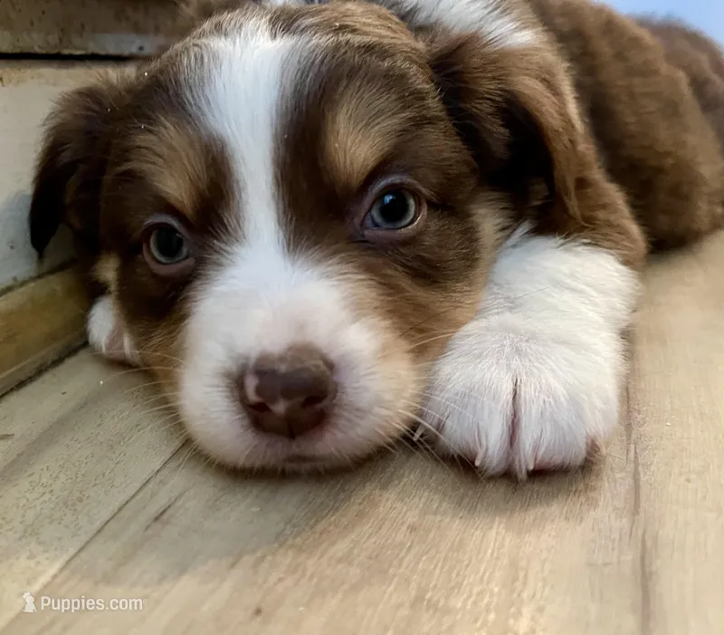 Heather – Miniature Australian Shepherd puppy for sale in Somerset, KY