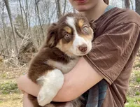 Irish Heather, a female Miniature Australian Shepherd for sale in Somerset, KY – Photo 3 of 9