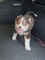 Heather, a female Miniature Australian Shepherd for sale in Somerset, KY – Photo 2 of 10